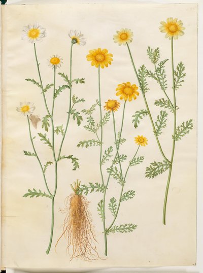 Glebionis coronaria (Crown Daisy) by Hans Simon Holtzbecker
