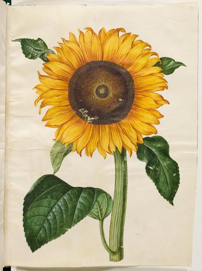 Helianthus annuus (Common Sunflower) by Hans Simon Holtzbecker