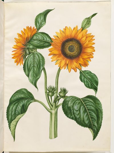 Helianthus Annuus (Common Sunflower) by Hans Simon Holtzbecker