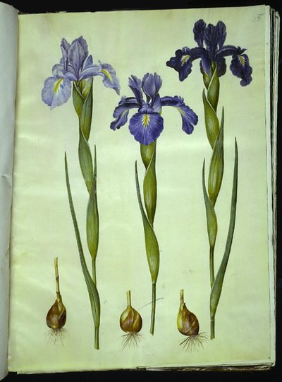 Iris latifolia (English Iris) by Hans Simon Holtzbecker