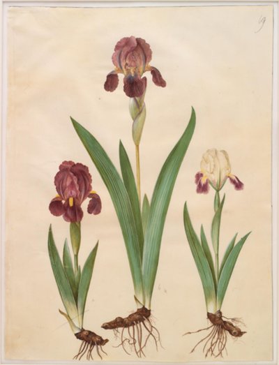 Iris ×lurida (Iris Hybrid) by Hans Simon Holtzbecker