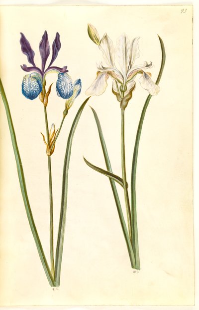 Iris sibirica (Siberian Iris) by Hans Simon Holtzbecker