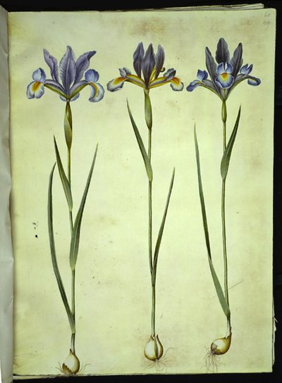 Iris xiphium (Spanish Iris) by Hans Simon Holtzbecker