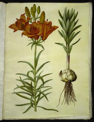 Lilium Bulbiferum (Fire Lily) by Hans Simon Holtzbecker