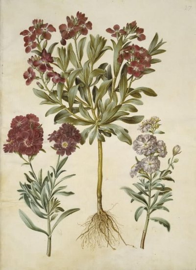 Matthiola Incana (Stock) by Hans Simon Holtzbecker