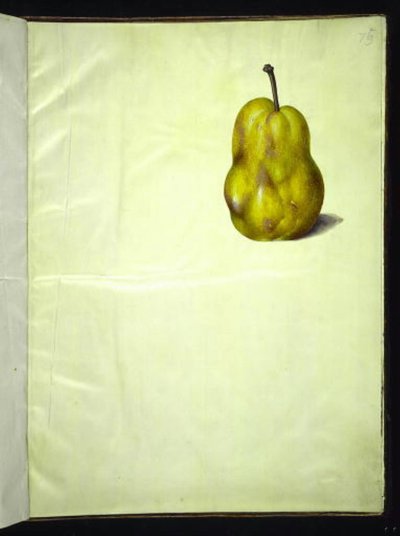 Pyrus communis (Common Pear) by Hans Simon Holtzbecker