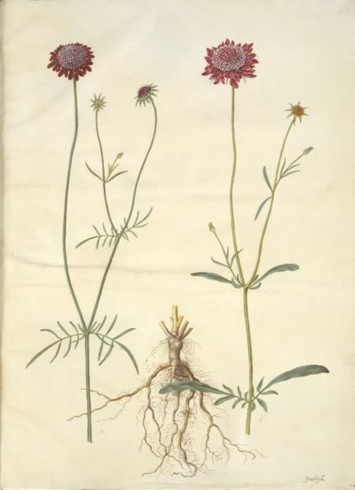 Scabiosa atropurpurea by Hans Simon Holtzbecker