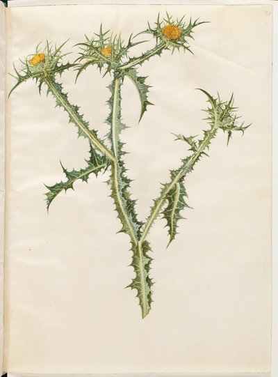 Scolymus hispanicus (Spanish golden thistle) by Hans Simon Holtzbecker