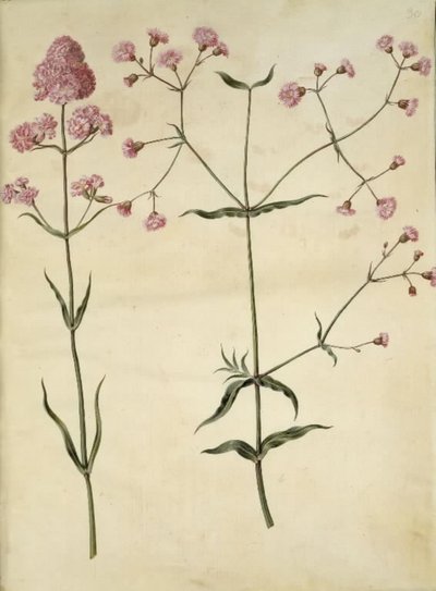 Silene viscaria (common catchfly); Silene (ragged robin) by Hans Simon Holtzbecker