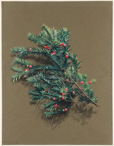 Yew, c1903-1915 by Harold Drinkwater