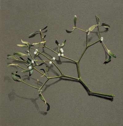 Viscum album L Mistletoe, c1870-1920 by Harold Drinkwater
