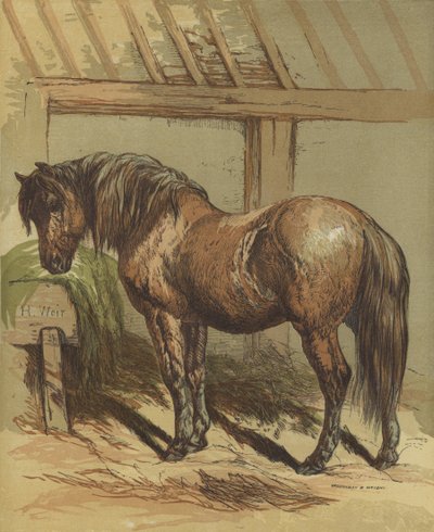 Charlie, the Horse by Harrison William Weir