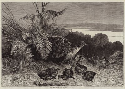 Hen Pheasant and Young by Harrison William Weir