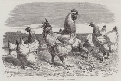 Shanghae Fowls presented to Her Majesty by Harrison William Weir