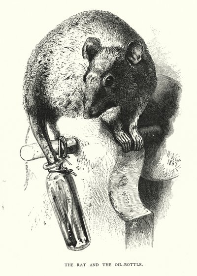 The Rat and the Oil-Bottle (engraving) by Harrison William Weir