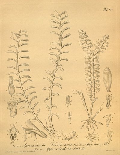 Illustrations of Appendicula kuhlii by Heinrich Gustav Reichenbach