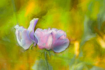 Autumn Sweetpea I by Helen White
