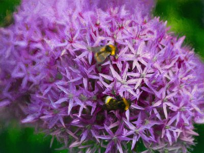Bees in the Aliums by Helen White