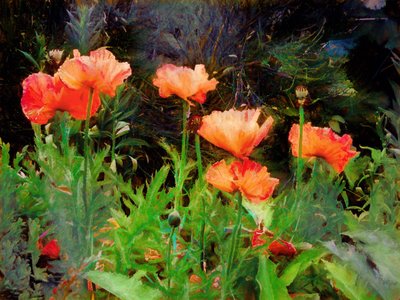 Peachy Poppies, 2020 by Helen White