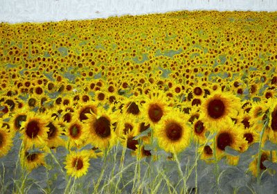 Sunflower Field by Helen White