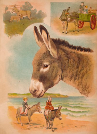 The Donkey by Helena J. Maguire