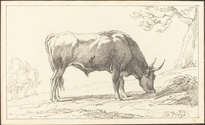 A Young Bull Grazing by Hendrik Voogd