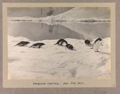 Six Adelie Penguins Resting on the Ice by Herbert Ponting