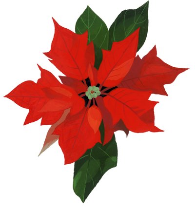 Poinsettia by Hiroyuki Izutsu