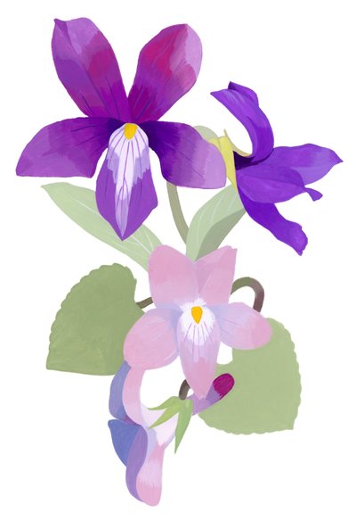 Viola Mandshurica by Hiroyuki Izutsu