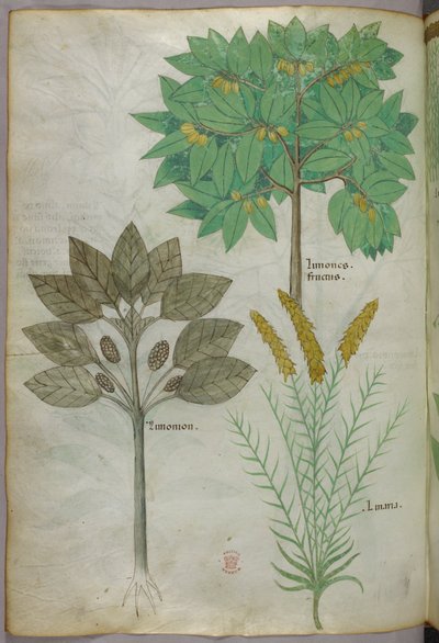 Botanical illustration, c.1440 by Italian School