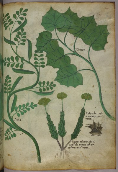 Botanical illustration, c.1440 by Italian School