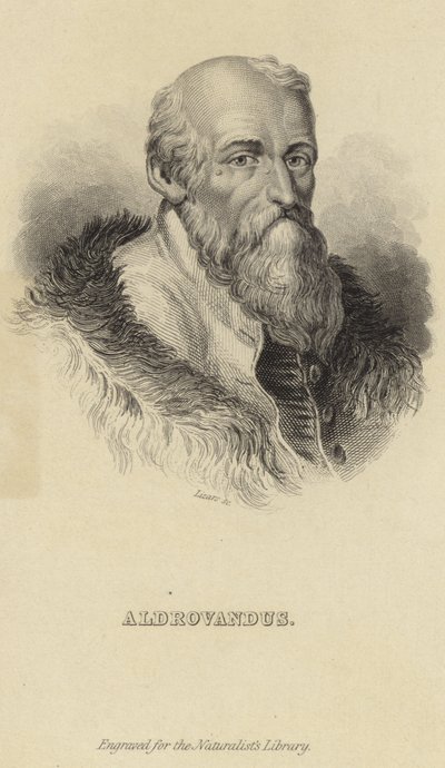 Ulisse Aldrovandi by Italian School