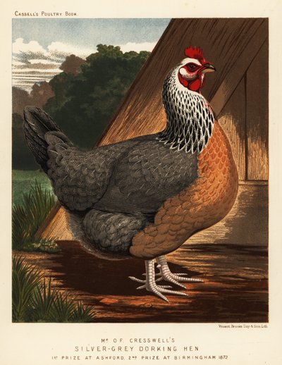 Silver-grey Dorking hen by J. W. (after) Ludlow