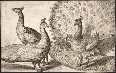 Three Peacocks by Jacob Matham