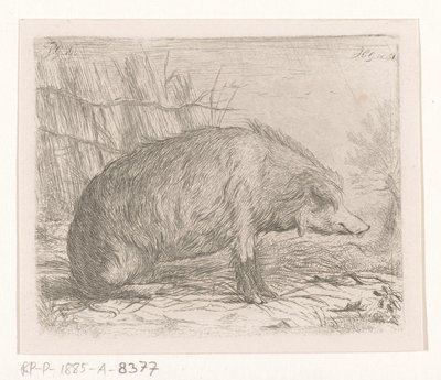 Seated Wild Boar by Jacobus Cornelis Gaal