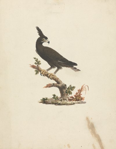 Lophaetus occipitalis (Long-Crested Eagle) by James Bruce