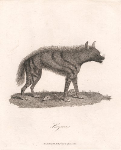 Hyena by James Heath