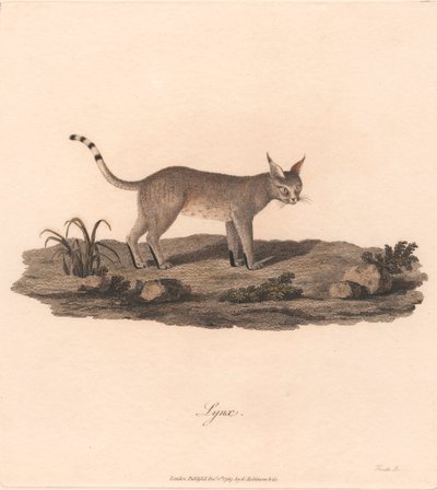 Lynx by James Heath