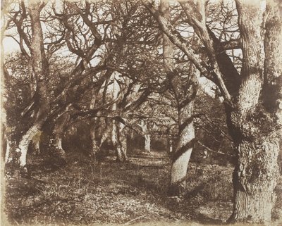 A Peep in Leigh Woods by James Knight