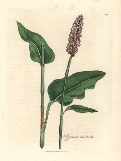 Greater bistort, Polygonum bistorta by James Sowerby