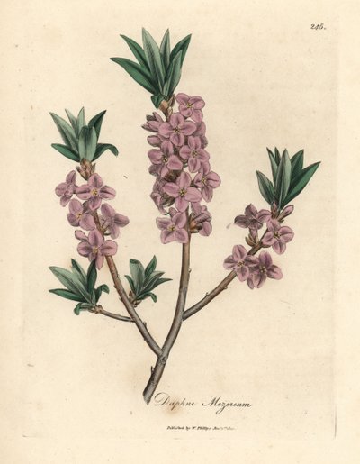 Pink-flowered mezereon, Daphne mezereum by James Sowerby
