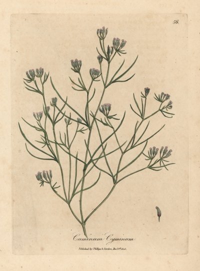 Pink flowered cumin, Cuminum cyminum by James Sowerby