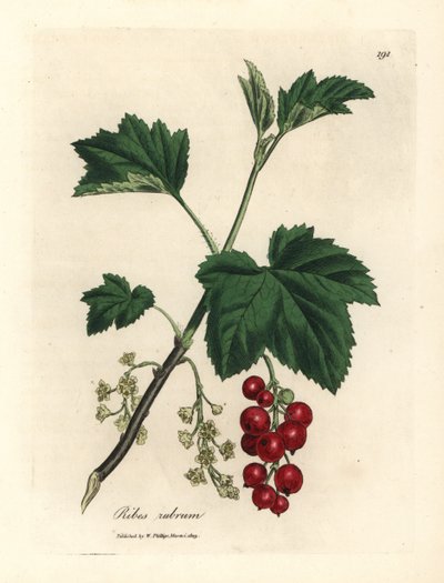 Redcurrant tree, Ribes rubrum by James Sowerby