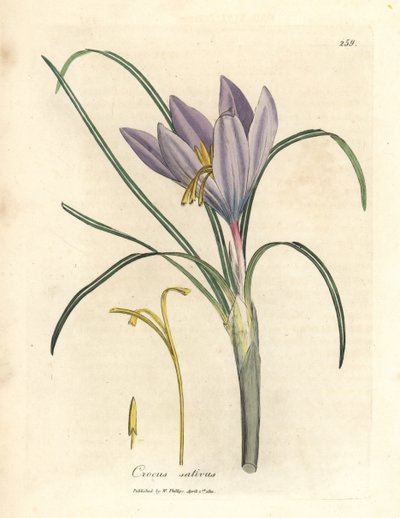 Saffron crocus, Crocus sativus by James Sowerby