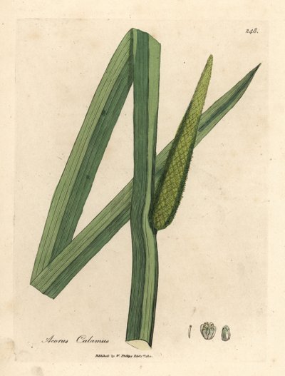 Sweet flag, Acorus calamus by James Sowerby