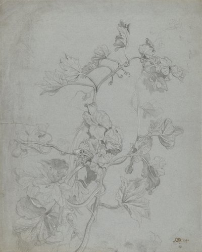 Study of a Climbing Plant (Pumpkin Family) by James Ward