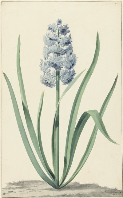 The Blue Hyacinth Franciscus Primus by Jan Augustini