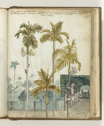 Betel Nut Trees at Estate by Jan Brandes