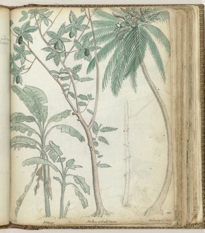 Tropical Trees by Jan Brandes