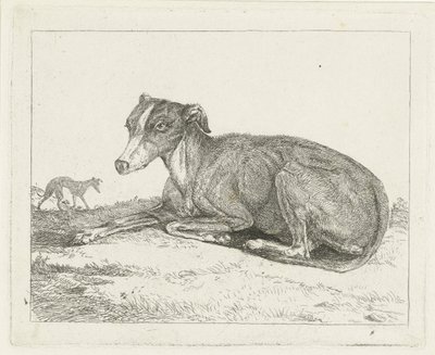 Greyhounds by Jan Dasveldt